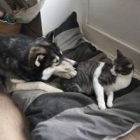 coussin taille 3