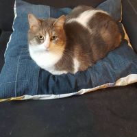 coussin taille 1