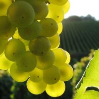 Grappe Chardonnay