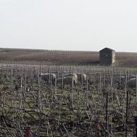 Eco pâturage en lieu dit Terrattes VERTUS