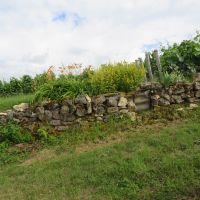 Vignes Oger
