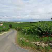 Vignes Oger