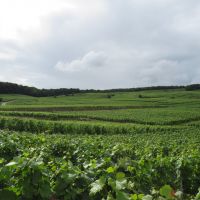 Vignes Oger