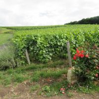 Vignes Oger